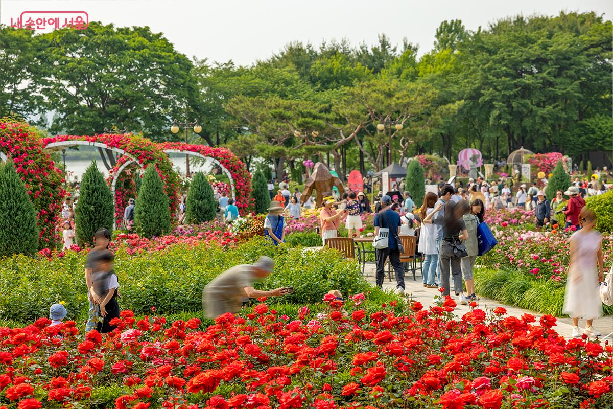 Top 13 lễ hội hoa hồng đẹp ngất ngây ở Hàn Quốc