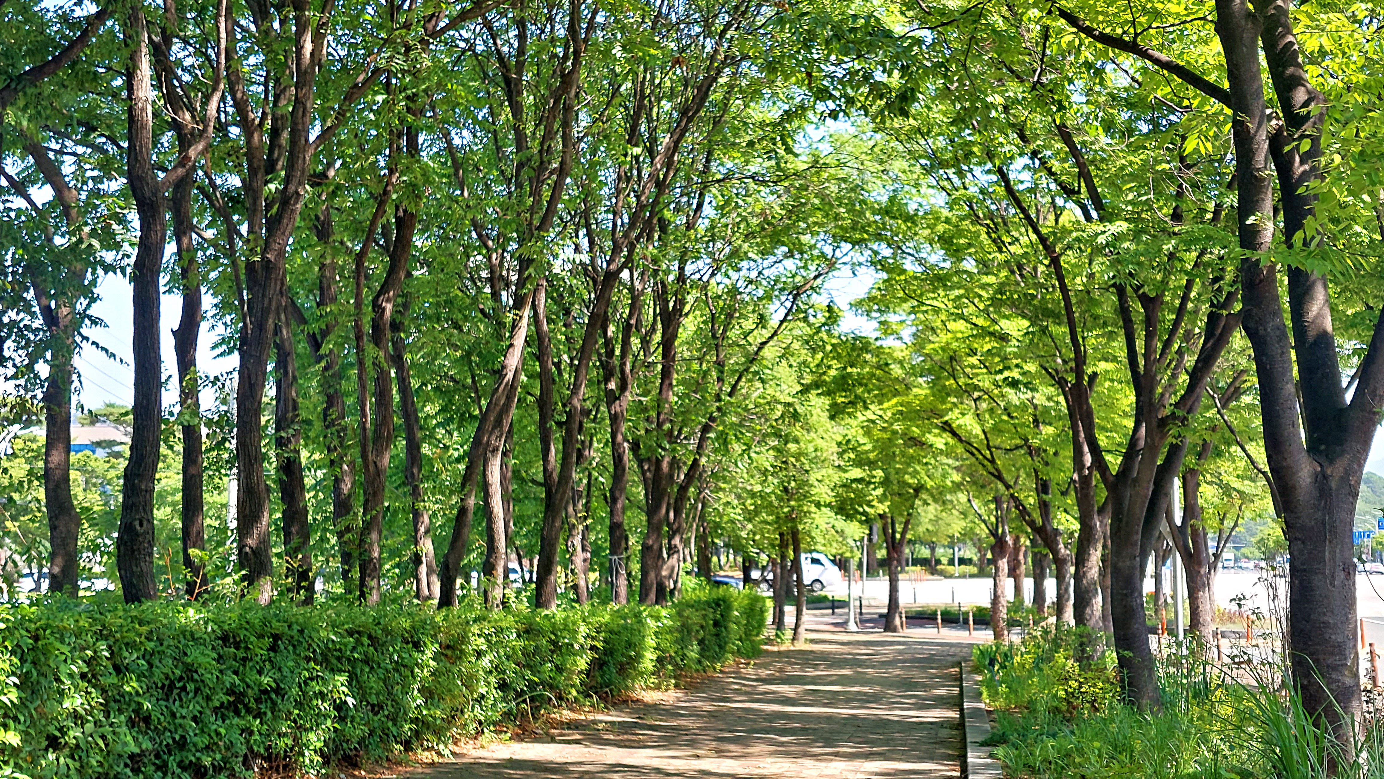 Những con đường mùa thu đẹp quanh Seoul thu hút mọi ánh nhìn